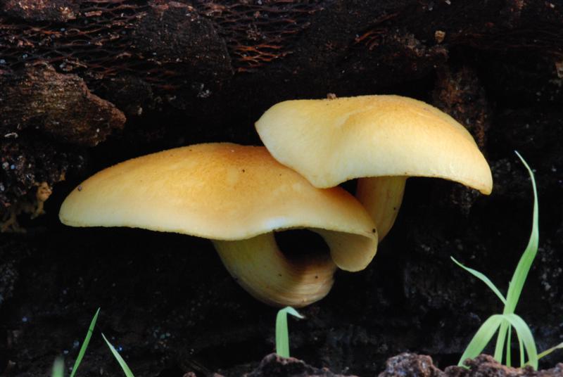 20100710_111 (Medium).JPG