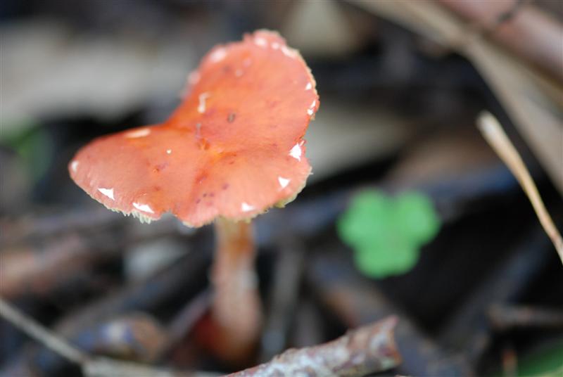 20100626_103 (Medium).JPG