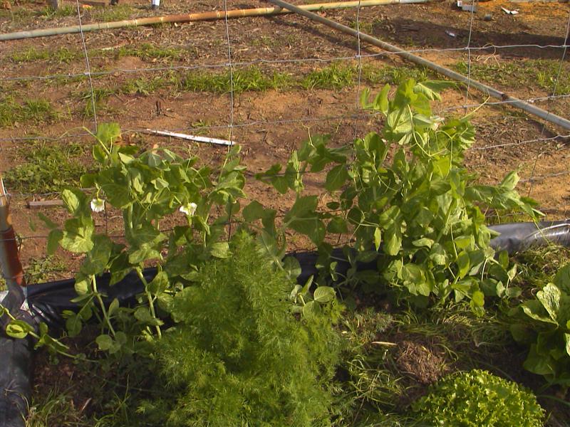 HPNX0441 (Medium).JPG