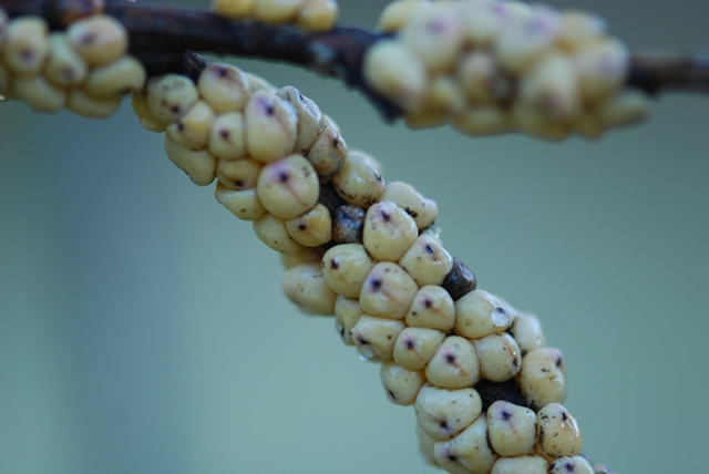 Scale on Acacia purpurea.jpg
