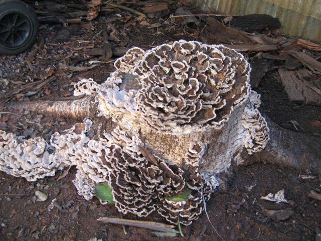 assorted photos 2010 046 (Small).jpg