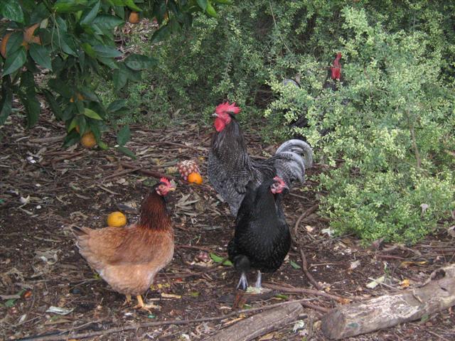 assorted photos 2010 051 (Small).jpg