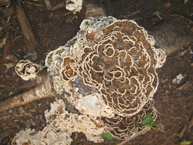 assorted photos 2010 045 (Small).jpg