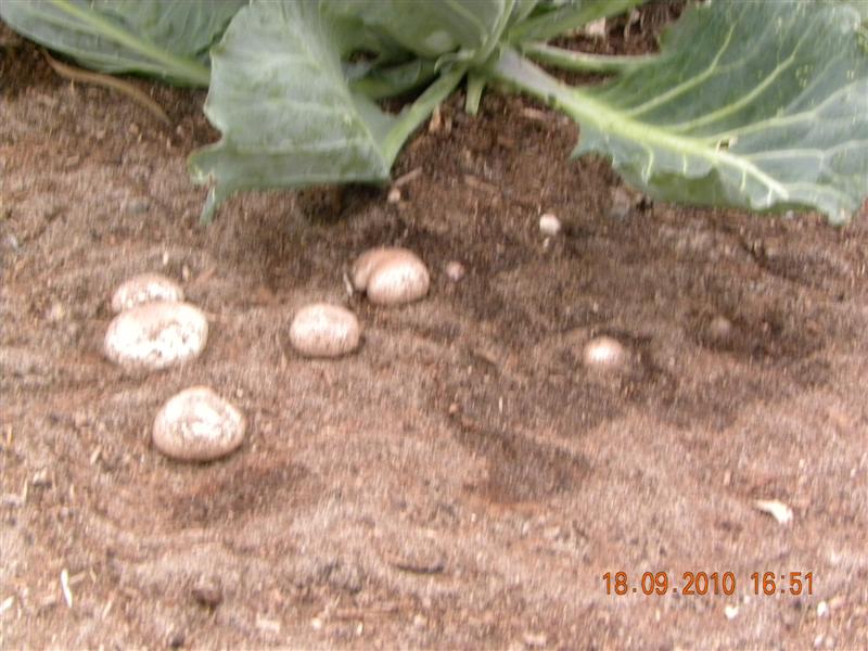 Sunnies 024 (Medium).jpg