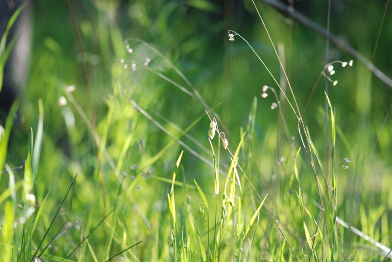 DSC_0775 (Medium).JPG