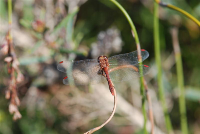 DSC_0768 (Medium).JPG