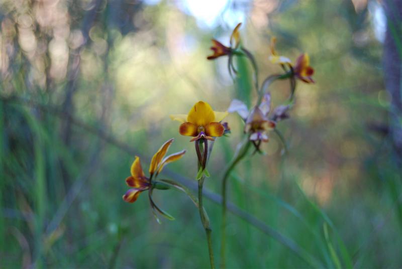 DSC_0860 (Medium).JPG