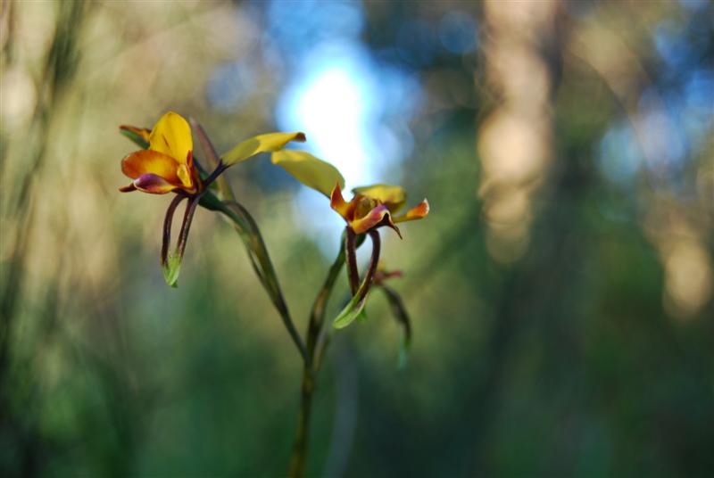 DSC_0871 (Medium).JPG