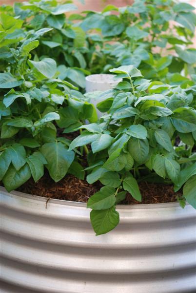 DSC_0731 (Medium).JPG