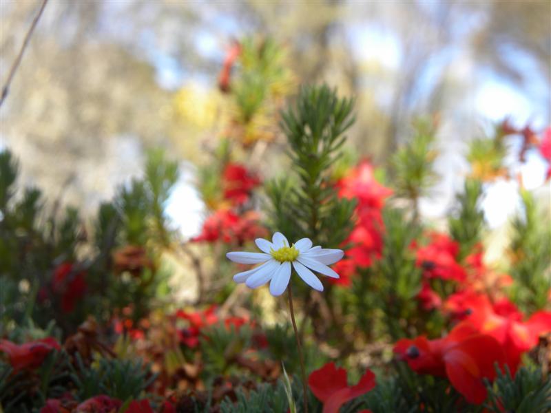 Aquaponics Stuff 002 (Medium).jpg