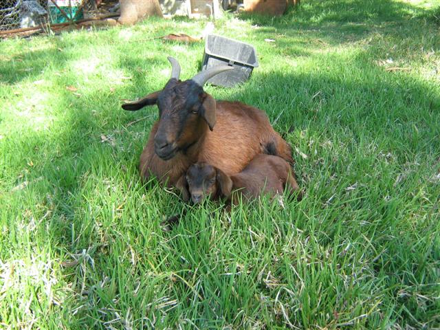 Soxy with her baby.jpg