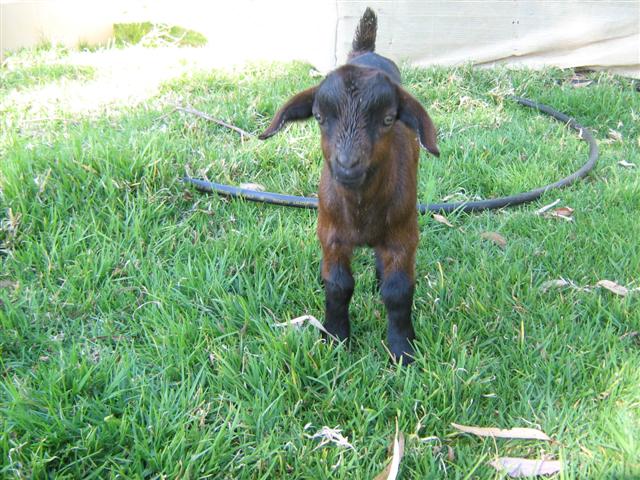 The orphan - our baby.jpg