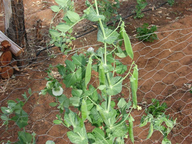 Gardens 024 (Medium).jpg