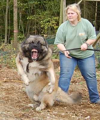 Caucasian_Shepherd_Dog[1].jpg