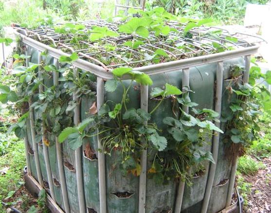 Raised garden beds 003 (Small).jpg