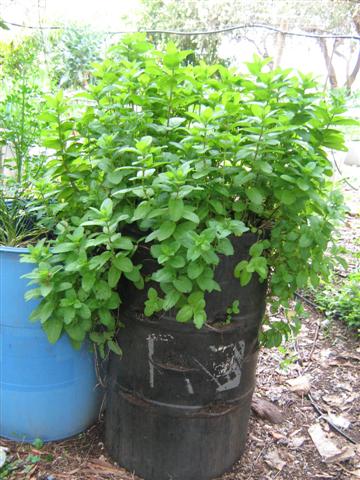 Raised garden beds 005 (Small).jpg