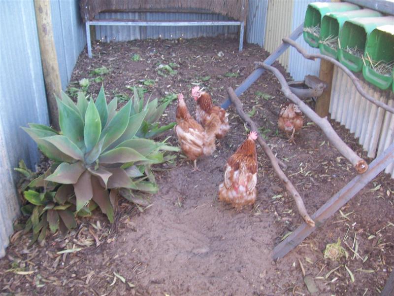 31-10-10 013 (Medium).jpg