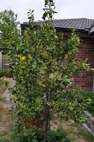 mandarin flowers.jpg