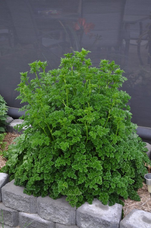 parsley.jpg