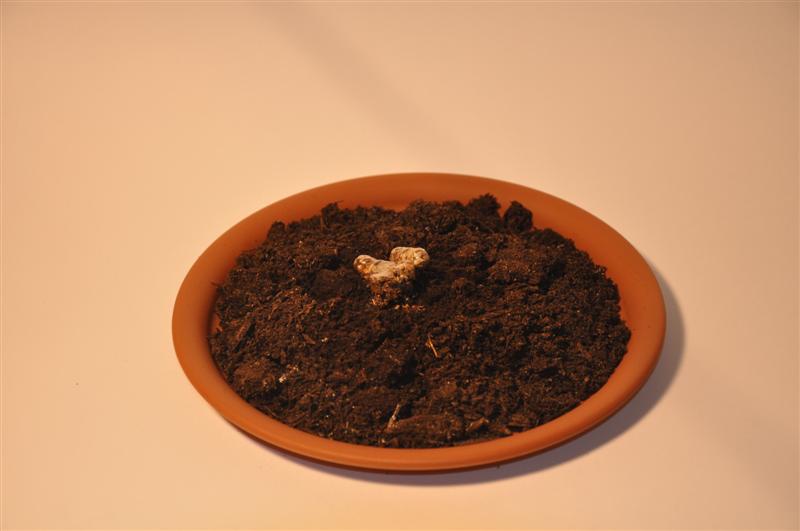 DSC_0642 (Medium).JPG