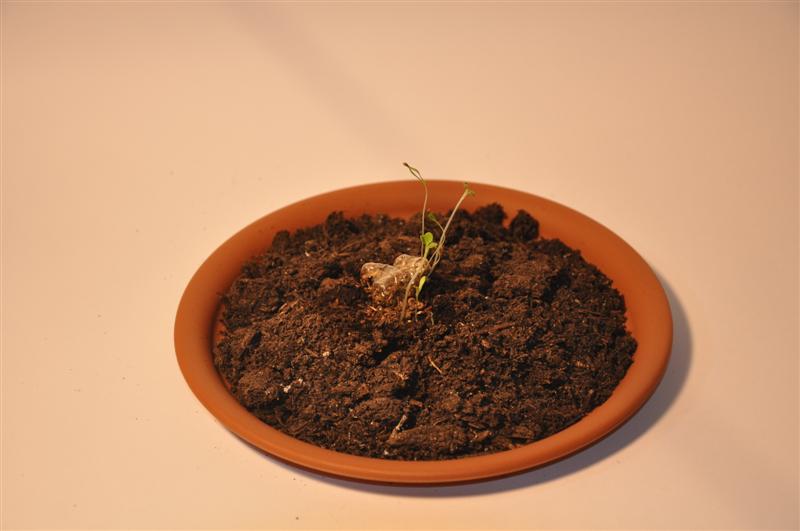 DSC_0650 (Medium).JPG