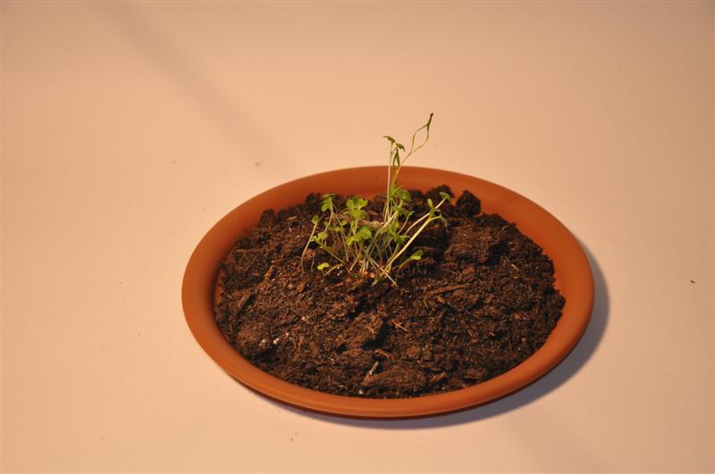 DSC_0659 (Medium).JPG