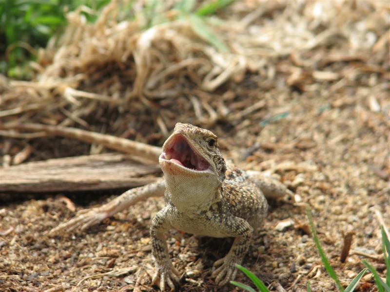 09-11-10 003 (Medium).jpg