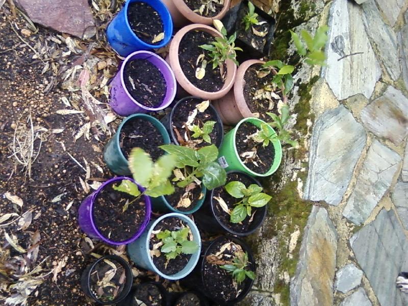 Photo0035 (Medium).jpg