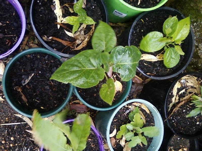 Photo0036 (Medium).jpg