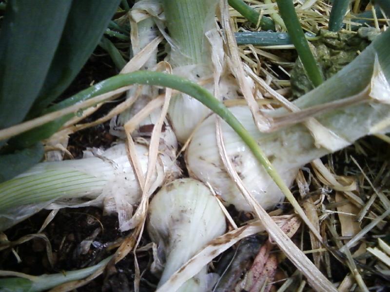 Photo0083 (Medium).jpg