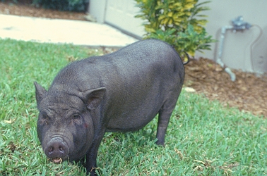 Vietnamese-pot-bellied-pig-14038.jpg