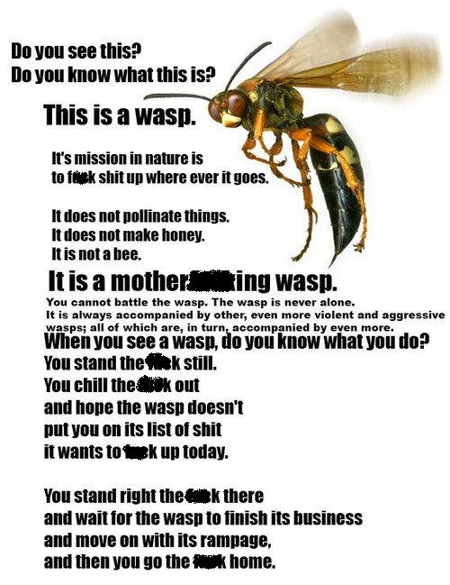 Wasp.JPG