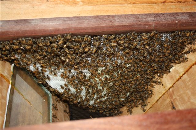 9 October 2010 029.jpg