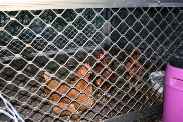 24November2010 010.jpg