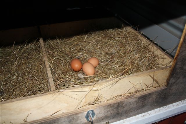 24November2010 012.jpg