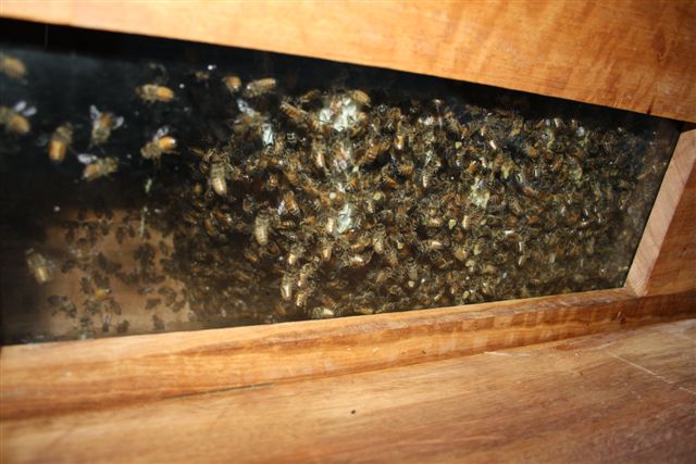 24November2010 009.jpg