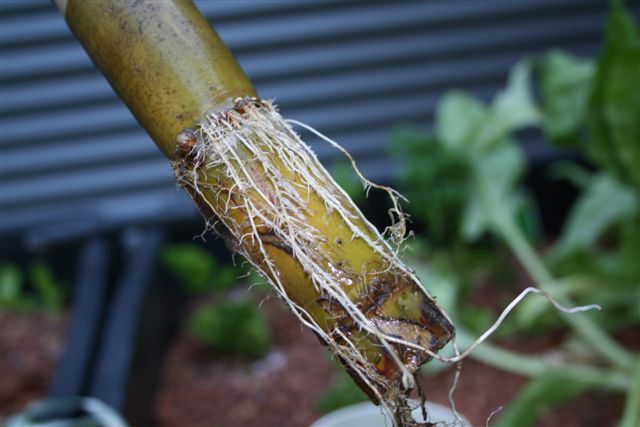 24November2010 015.jpg