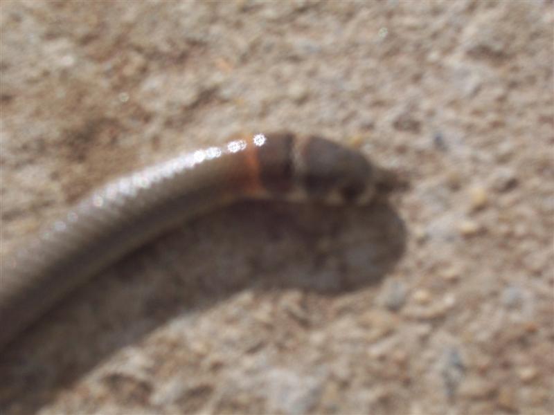 16-11-10 003 (Medium).jpg