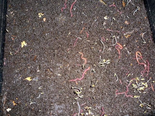 100_0571 (Small).JPG