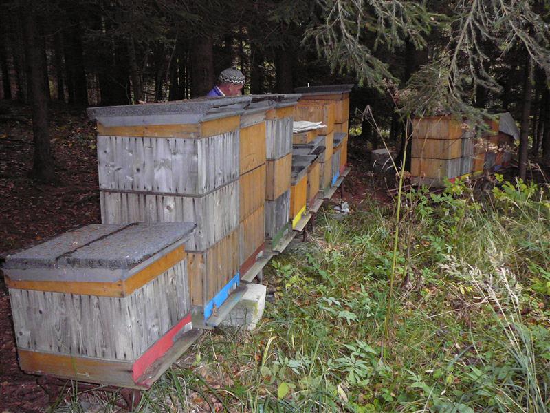 P1040406 (Custom).JPG