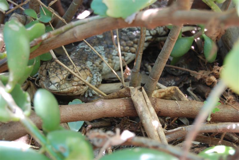 DSC_0294 (Medium).JPG