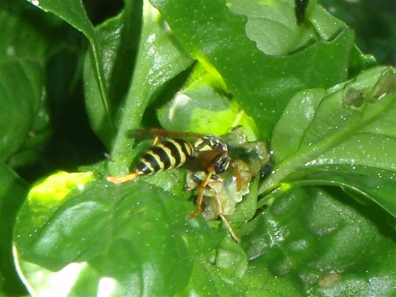 P1080002 (Medium).JPG