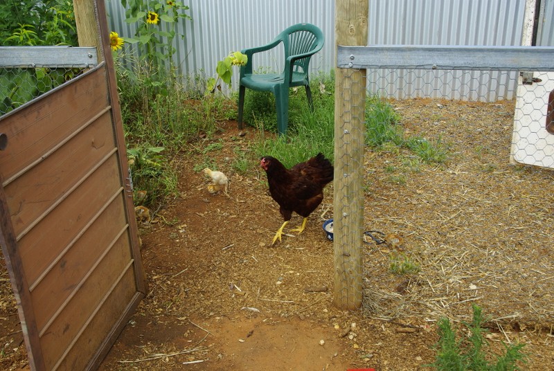 _IGP1980 (800x536).jpg