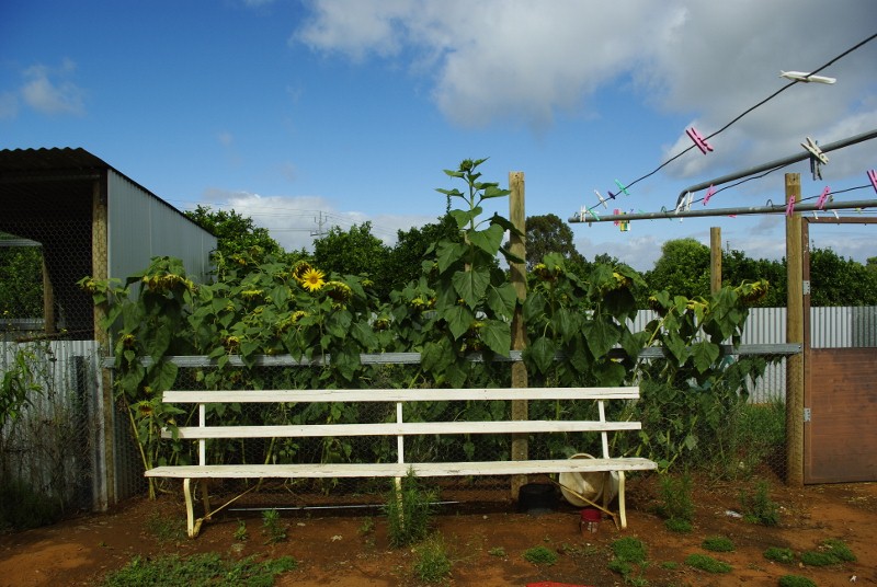 _IGP1981 (800x536).jpg