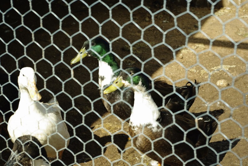 _IGP1987 (800x536).jpg