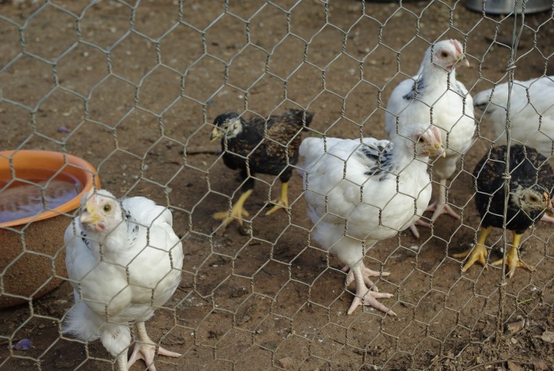 _IGP1983 (800x536).jpg