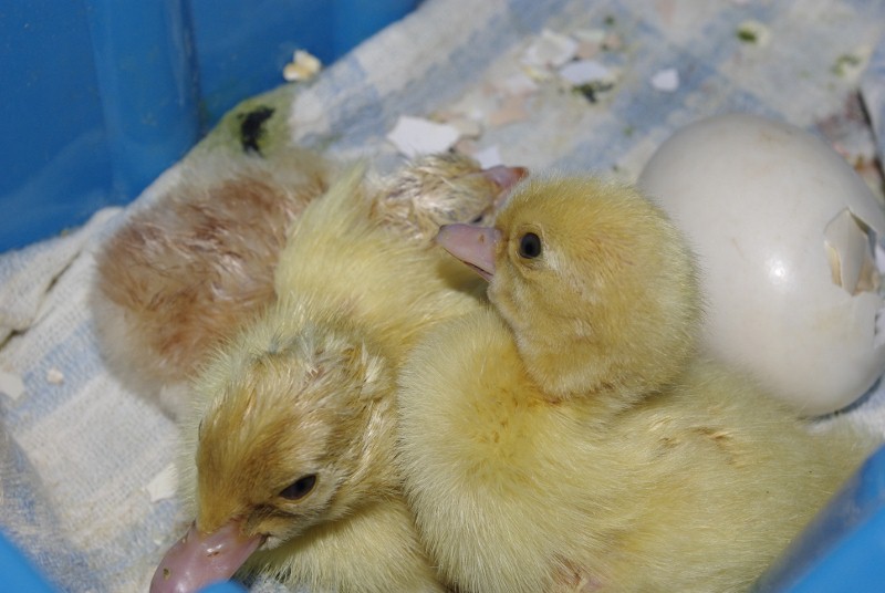 _IGP2007 (800x536).jpg