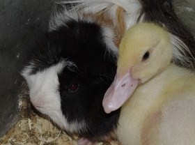 _IGP2004 (800x536) (280x208).jpg