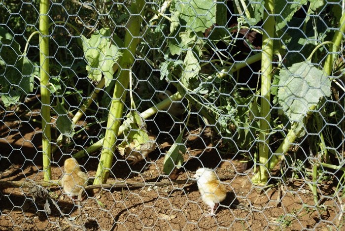 _IGP1989 (800x536) (700x469).jpg