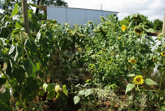 _IGP1992 (800x536) (700x469).jpg